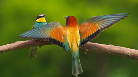 Bird Watching